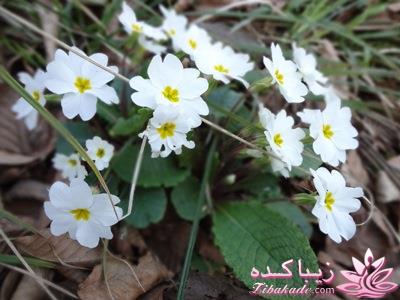 .:آلبوم عکسهای خودگرفته ما:.